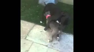 Gracie and Freddy