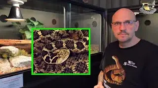 We Found The World's Smallest Rattlesnake