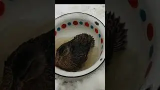 Полетали, поплавали, погуляли!