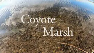 Coyote Marsh