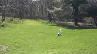 remysqueaky_ball