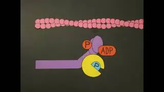 Smooth Muscle Contraction