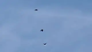 Голуби на даче И.Т.