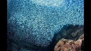 Commercial Fishing Documentary - The Science of Fishing - Classic Science