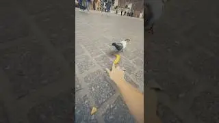 Pov: las palomas se revelan 😳 #peru #noticias #parati #shortvideo #tiktok #shorts