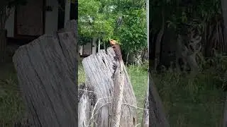 Этот Калот, каждый день, забирается на это место, как царь на свой трон, Нилавели, Шри Ланка🏝️