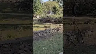 Dhikala Zone Mein Monkey | Monkey DHIKALA Jim Corbett Zone Mein