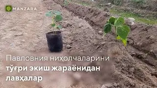 #Pavloniya​​​ #Pavlovniya​​​ #Pavlouniya​​​   Павловния ниҳолчаларини тўғри экиш жараёнидан лавҳалар