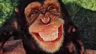 The Funky Monkey