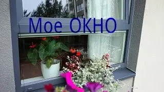 А за окном... Цветы на моем окне.Дождь.