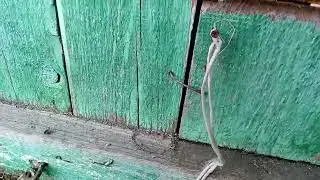 Самый простой выгул для кур.