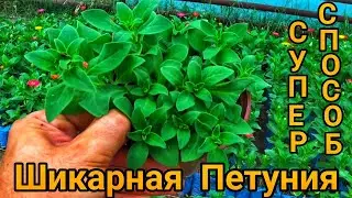 СУПЕР СПОСОБ ВЫРАЩИВАНИЕ ПЕТУНИИ.📌20 дней без воды.📌Петуния на мраморе.📌Постепенная перевалка.