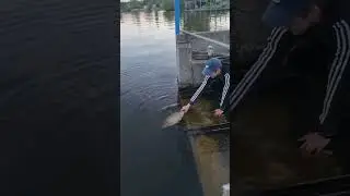 Запорожье Рыбалка Великий Луг 