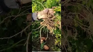 20 августа 2024 г.