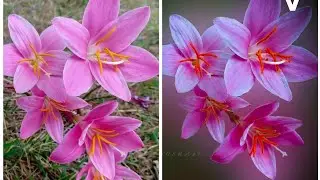 how to edit photo naturally Lightroom and PicsArt #dhimanbrother #photoediting #lightroom #picsart