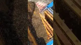 🐝🍯