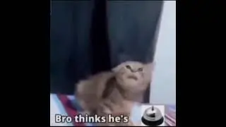 🛎 cat                          hector salamanca cat