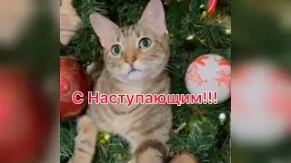 Нооооовый год к нам мчится😹😹😹