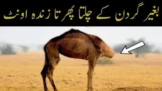 بغیر گردن کے چلتا پھرتا زندہ اونٹ | Animals That Survived the Impossible