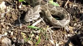 Coin Snake Coluber nummifer