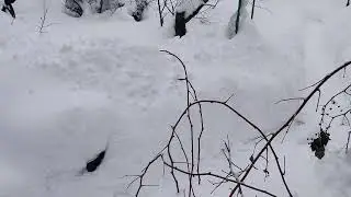 Зимовка винограда в Московской области.