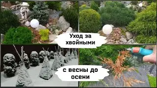 Уход за хвойными с весны до осени.