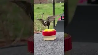 Cute Animals // Tiny Animals 🥰 // Bird Watch Fun