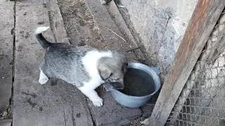 ЩЕНКИ ГУЛЯЮТ