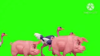 Pig ostrich stampede green screen