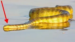When Sea Snakes Attack