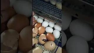 Красавчик
