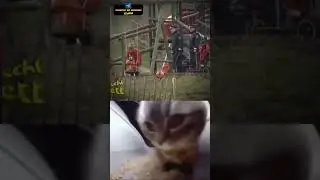 CHIPY CHIPY CHAPA CHAPA. #cat #cats #music #explore #shorts