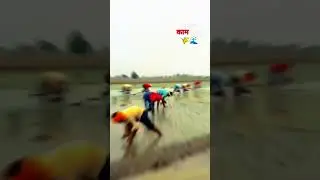 dhan ka kaam chalu // paddy work start //  #dhan #farming