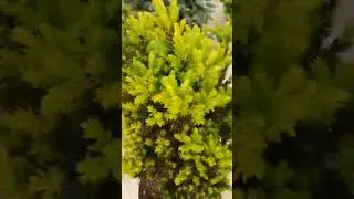 🌲Тис Хилли | Telegram: 