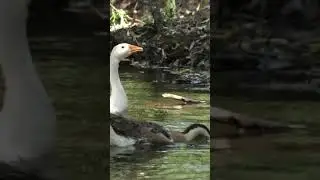 Grilled Roast Goose Recipe in jungle 02