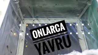 Fil Kulak Lepisteslerim Yavruladı