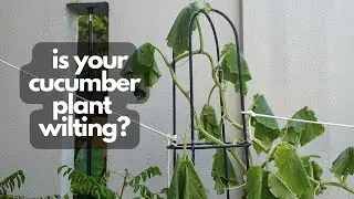 CUCUMBER PLANT WILTING SUDDENLY? | Signs to diagnose Bacterial Wilt in cucumber plants