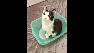 Кот в тазу