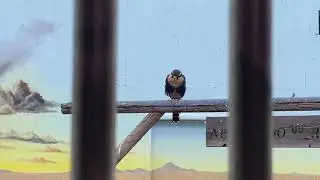 Boise birds of prey