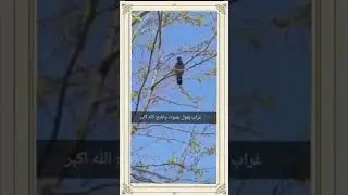 غراب يقول الله اكبر