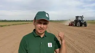 Кукуруза. КВС КАШМИР, 2022.
