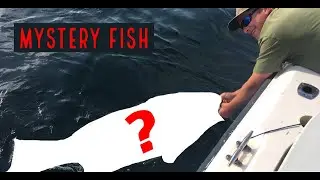 MYSTERY FISH caught while fishing Coronado Islands (MASSIVE)