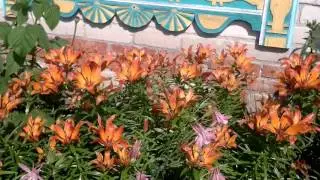 VLOG с дачи 1 часть