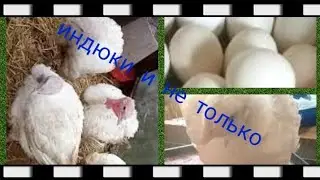 Обо всём по немногу. или Что происходит у нас в хозяйстве.