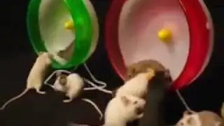 Mice Girls: On The Run