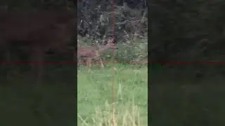 Pard Nighstalker 4k, just as effective in daylight with laser rangefinder and ballistic calculation