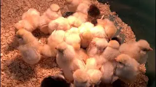 Buy 2 Get 2 Chicks FREE! C-A-L Ranch Prescott, AZ