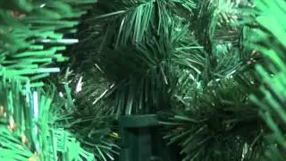 Triumph Tree Сосна Праздничная
