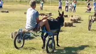 Trka magaraca / donkey race