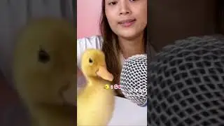 APAA @JessicaEffendy PELIHARA BEBEK #FYL